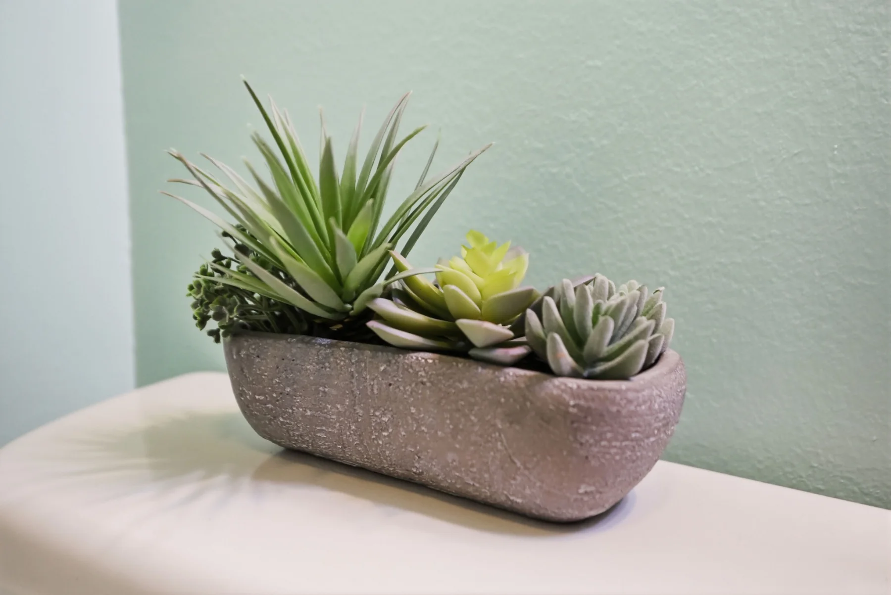 succulent detail