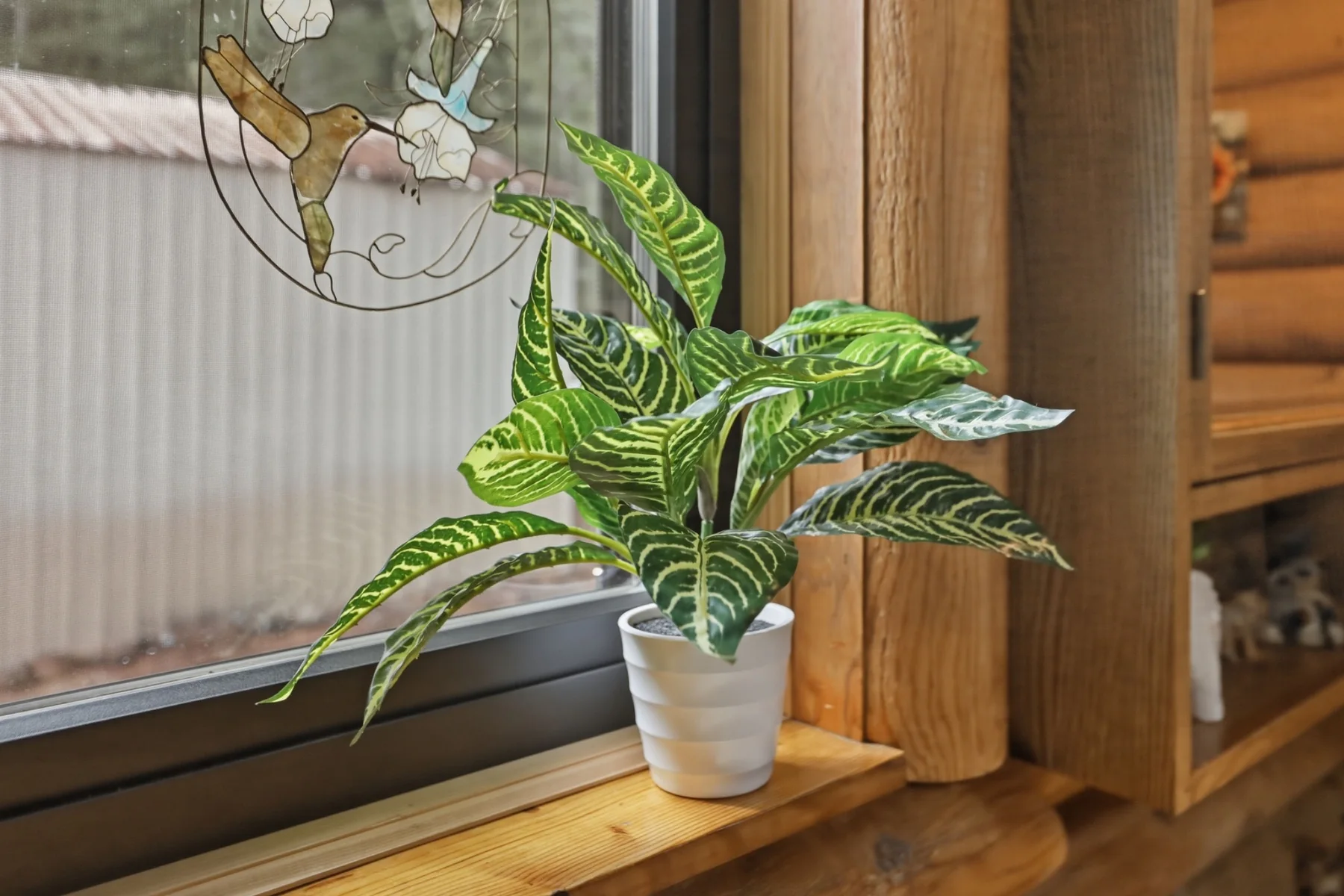 window plant